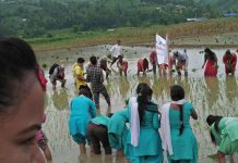 Rice plantation program at Ambhanjhyang organized by Makwanpur gadhi