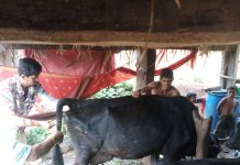 Rupesh Bajgain, Paravet, during AI on Cow at Chhatiwan