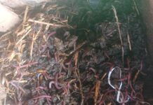 Vermicompost Manure Demo Procedure